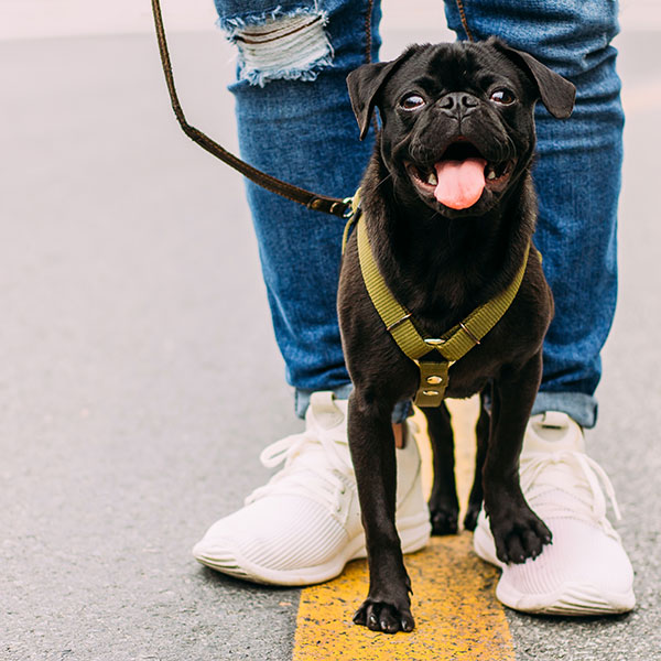 harnessed black pug next to their owner